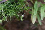 Juniper leaf <BR>Rustweed